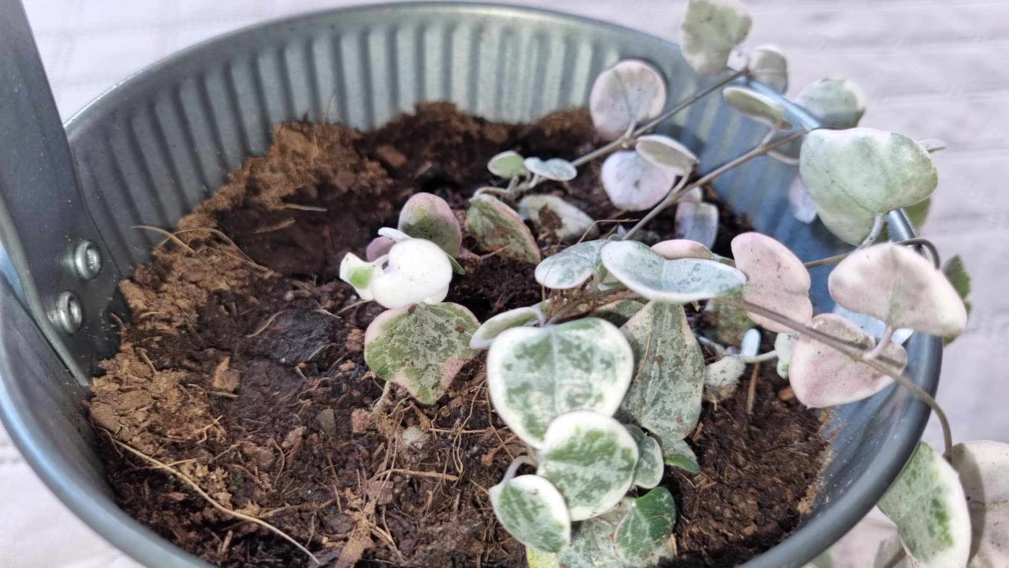 Variegated String of Hearts